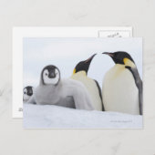 Emperor Penguin (Aptenodytes forsteri) Briefkaart (Voorkant / Achterkant)