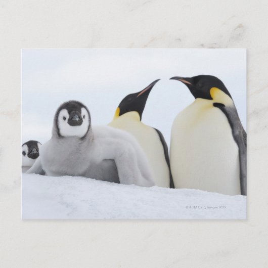 Emperor Penguin (Aptenodytes forsteri) Briefkaart (Voorkant)