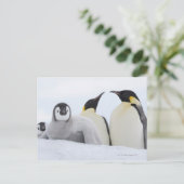 Emperor Penguin (Aptenodytes forsteri) Briefkaart (Staand voorkant)