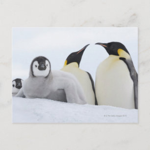 Emperor Penguin (Aptenodytes forsteri) Briefkaart