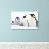 Emperor Penguin (Aptenodytes forsteri) Canvas Afdruk (Insitu (Houten vloer))
