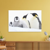 Emperor Penguin (Aptenodytes forsteri) Canvas Afdruk (Insitu (Woonkamer))