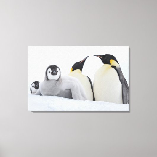 Emperor Penguin (Aptenodytes forsteri) Canvas Afdruk (Voorkant)