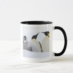 Emperor Penguin (Aptenodytes forsteri) Mok