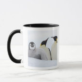 Emperor Penguin (Aptenodytes forsteri) Mok (Links)