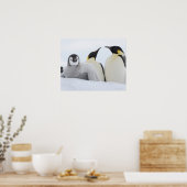 Emperor Penguin (Aptenodytes forsteri) Poster (Keuken)