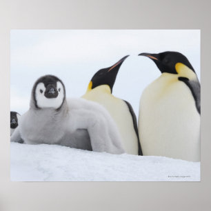 Emperor Penguin (Aptenodytes forsteri) Poster
