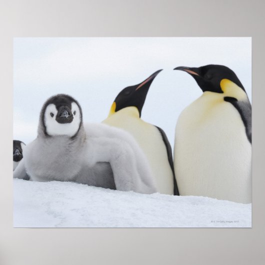 Emperor Penguin (Aptenodytes forsteri) Poster (Voorkant)