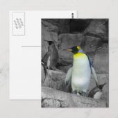 Emperor Penguin Briefkaart (Voorkant / Achterkant)