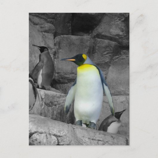 Emperor Penguin Briefkaart (Voorkant)