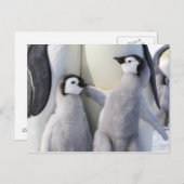 Emperor Penguin Chick Briefkaart (Voorkant / Achterkant)