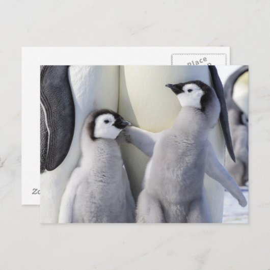 Emperor Penguin Chick Briefkaart (Voorkant / Achterkant)