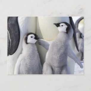 Emperor Penguin Chick Briefkaart