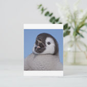 Emperor Penguin Chick Briefkaart (Staand voorkant)