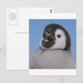Emperor Penguin Chick Briefkaart (Voorkant / Achterkant)