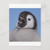 Emperor Penguin Chick Briefkaart (Voorkant)