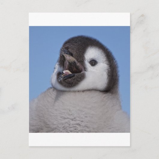 Emperor Penguin Chick Briefkaart (Voorkant)