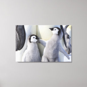 Emperor Penguin Chick Canvas Afdruk