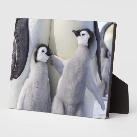 Emperor Penguin Chick Fotoplaat (Zijkant)