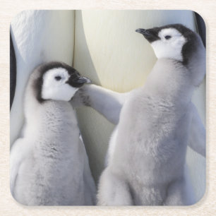Emperor Penguin Chick Kartonnen Onderzetters