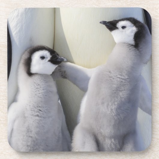 Emperor Penguin Chick Onderzetter (Voorkant)