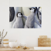 Emperor Penguin Chick Poster (Keuken)
