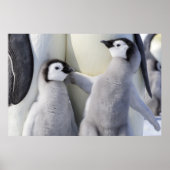 Emperor Penguin Chick Poster (Voorkant)