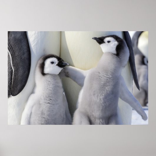 Emperor Penguin Chick Poster (Voorkant)