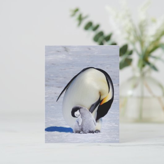 Emperor Penguin & Chick Preening Briefkaart (Staand voorkant)