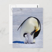 Emperor Penguin & Chick Preening Briefkaart (Voorkant / Achterkant)