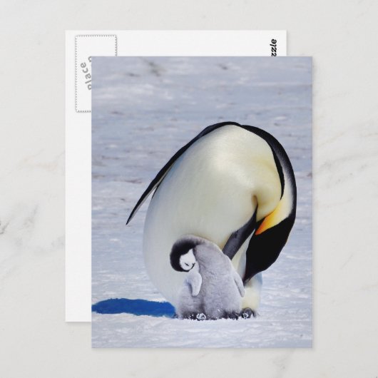 Emperor Penguin & Chick Preening Briefkaart (Voorkant / Achterkant)