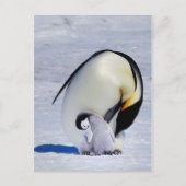Emperor Penguin & Chick Preening Briefkaart (Voorkant)