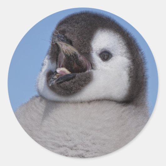 Emperor Penguin Chick Ronde Sticker (Voorkant)