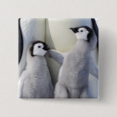 Emperor Penguin Chick Vierkante Button 5,1 Cm (Voorkant)