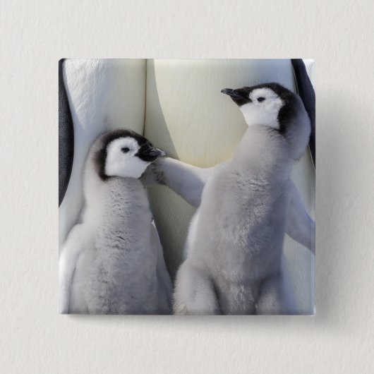 Emperor Penguin Chick Vierkante Button 5,1 Cm (Voorkant)