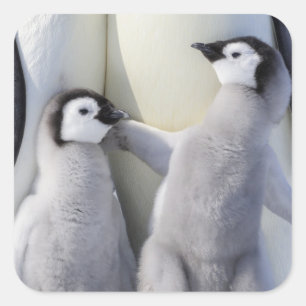 Emperor Penguin Chick Vierkante Sticker