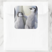 Emperor Penguin Chick Vierkante Sticker (Tas)