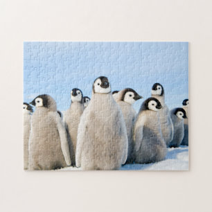 Emperor Penguin Chicks - puzzle Legpuzzel