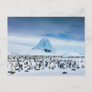 Emperor Penguin Colony Briefkaart