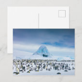 Emperor Penguin Colony Briefkaart (Voorkant / Achterkant)