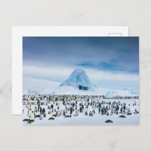 Emperor Penguin Colony Briefkaart (Voorkant / Achterkant)