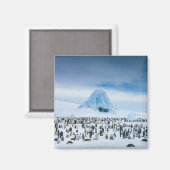Emperor Penguin Colony Magneet (Voorkant / Achterkant)