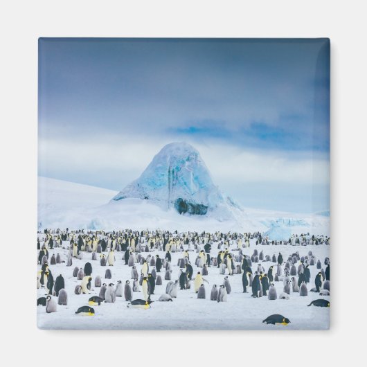 Emperor Penguin Colony Magneet (Voorkant)