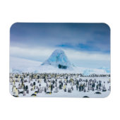 Emperor Penguin Colony Magneet (Horizontaal)