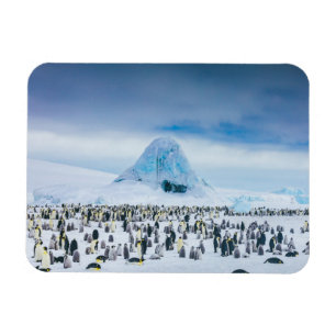Emperor Penguin Colony Magneet