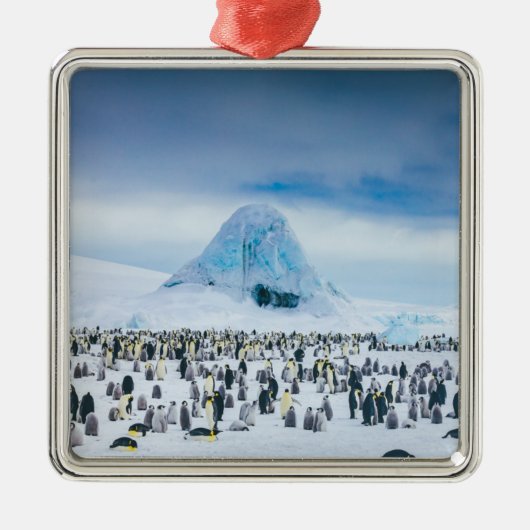 Emperor Penguin Colony Metalen Ornament (Voorkant)