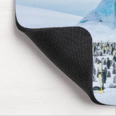 Emperor Penguin Colony Muismat (Hoek)