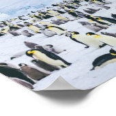 Emperor Penguin Colony Poster (Hoek)
