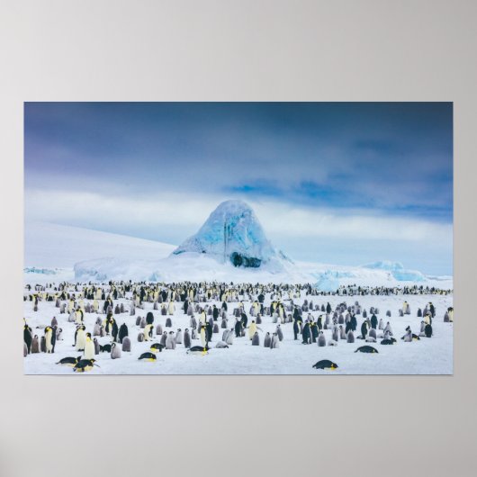 Emperor Penguin Colony Poster (Voorkant)