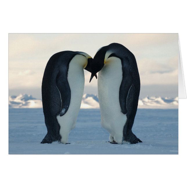 Emperor Penguin Courtship (Voorkant Horizontaal)